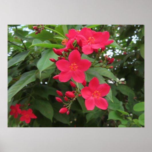 赤いジャトロファの花 ポスター (正面)