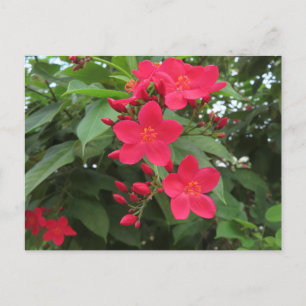 赤いジャトロファの花 ポストカード