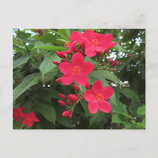 赤いジャトロファの花 ポストカード (正面)