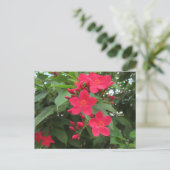赤いジャトロファの花 ポストカード (スタンド正面)