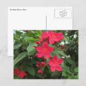 赤いジャトロファの花 ポストカード (正面/裏面)