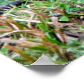 赤いジャングルフォル ポスター (角)