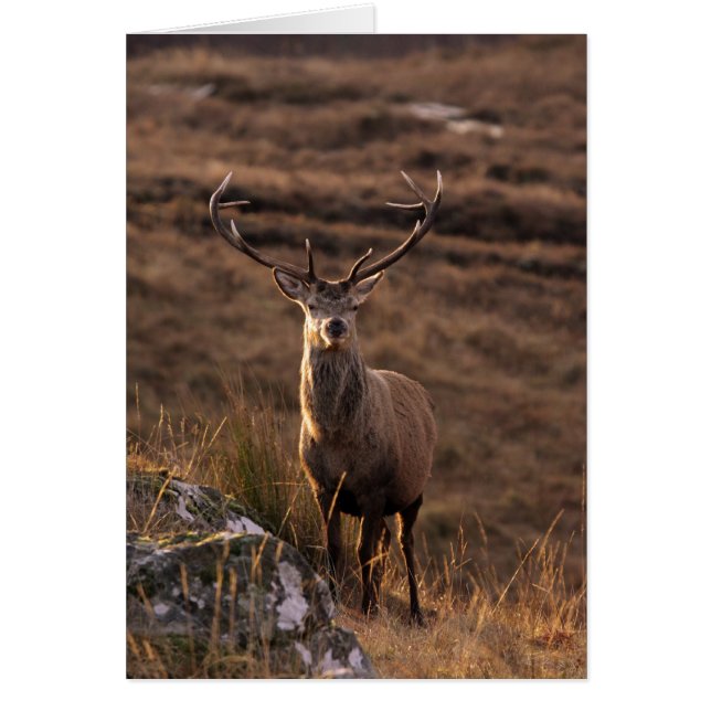 赤いスタッグカード (正面)