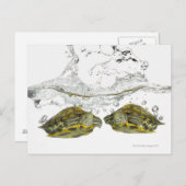 赤いスライダーカメ ポストカード (正面/裏面)