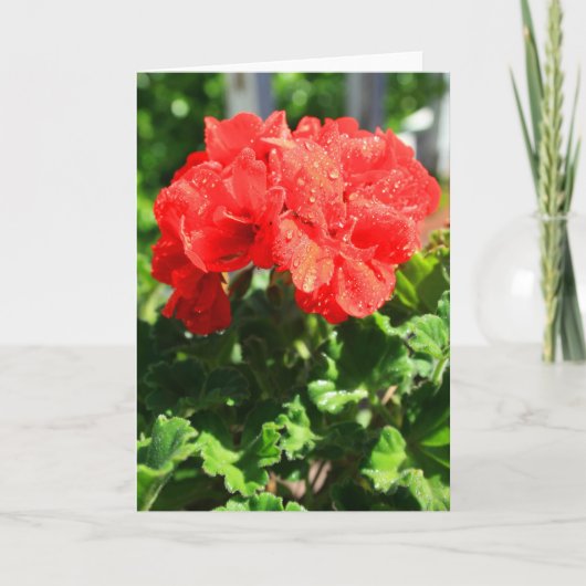 赤いゼラニウムの花の挨拶状、メッセージカード カード (正面)