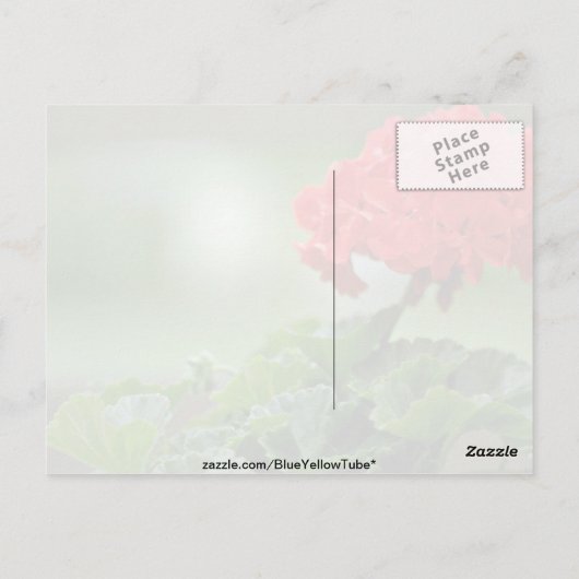 赤いゼラニウムの花 ポストカード (裏面)