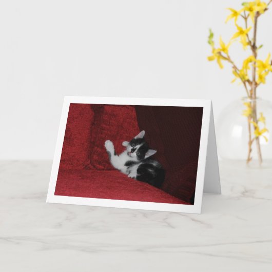 赤いソファに白黒の子猫 カード (黄色い花)