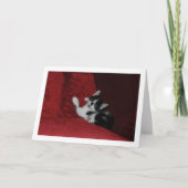 赤いソファに白黒の子猫 カード (正面)