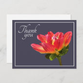 赤いダリアの花のグレー背景 サンクス ポストカード (正面/裏面)