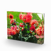 赤いダリアの花 フォトブロック (右)