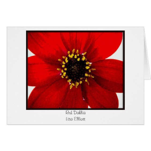 赤いダリア (正面横)