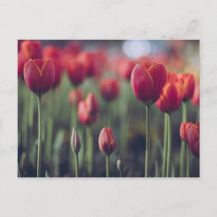 赤いチューリップとバラの花の写真 ポストカード