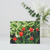 赤いチューリップとホスタの植物はがき ポストカード (スタンド正面)