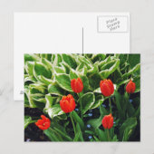赤いチューリップとホスタの植物はがき ポストカード (正面/裏面)