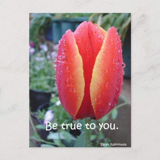 赤いチューリップと雨の花束 本当のあなたに ポストカード (正面)