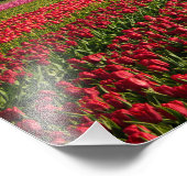 赤いチューリップと風車 フォトプリント            (角)