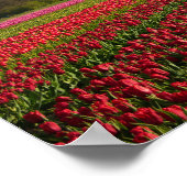 赤いチューリップと風車 ポスター (角)