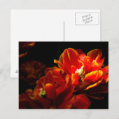 赤いチューリップと黒い背景 ポストカード (正面/裏面)
