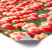 赤いチューリップのポスター ポスター (角)