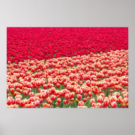 赤いチューリップのポスター ポスター (正面)