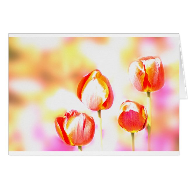 赤いチューリップの四つ組 (正面横)