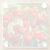 赤いチューリップの大きな畑 ガラスコースター (裏面)