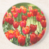 赤いチューリップの大きな畑 コースター (正面)