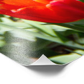 赤いチューリップの大きな畑 フォトプリント            (角)