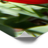 赤いチューリップの大きな畑 ポスター (角)