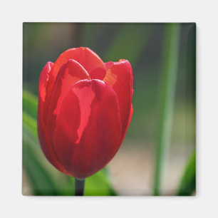 赤いチューリップの春の花 マグネット