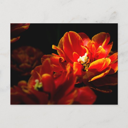 赤いチューリップの暗い背景 ポストカード (正面)