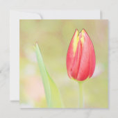 赤いチューリップの花すべてパーティの招待状 招待状 (裏面)
