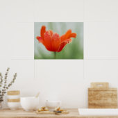 赤いチューリップの花のクローズアップペタル自然写真 ポスター (キッチン)