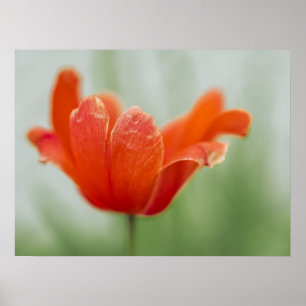 赤いチューリップの花のクローズアップペタル自然写真 ポスター