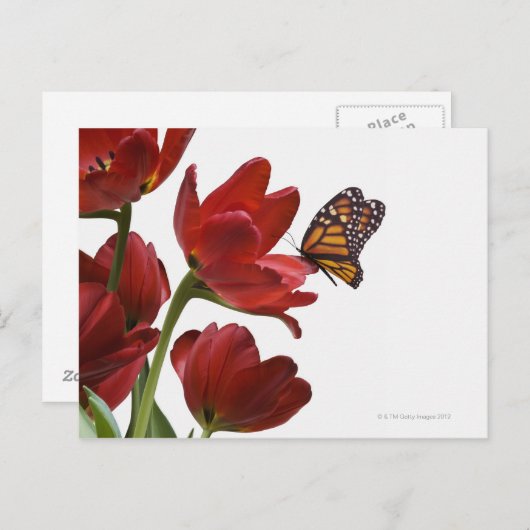 赤いチューリップの花束が(昆虫)オオカバマダラ、モナークに訪れる ポストカード (正面/裏面)