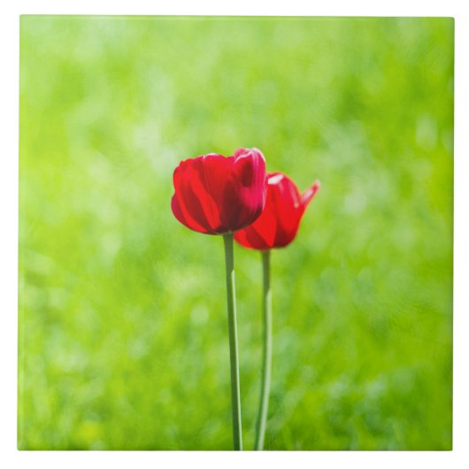 赤いチューリップの花2輪 タイル (正面)