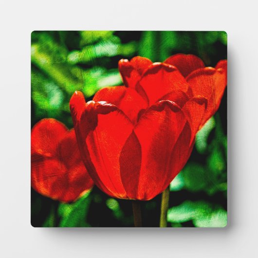 赤いチューリップの花 フォトプラーク (正面)