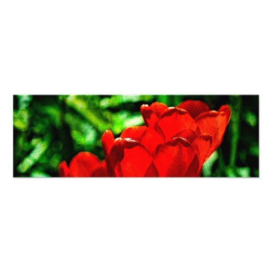 赤いチューリップの花 フォトプリント            (正面)