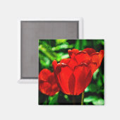 赤いチューリップの花 マグネット (正面/裏面)