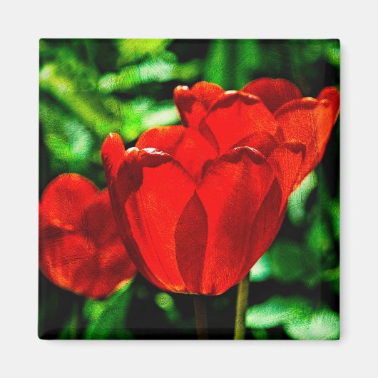 赤いチューリップの花 マグネット (正面)