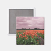 赤いチューリップの風景 マグネット (正面/裏面)