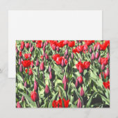 赤いチューリップカード (正面/裏面)