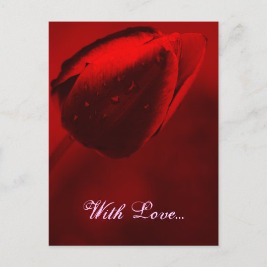 赤いチューリップポストカード ポストカード (正面)