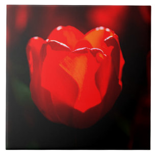 赤いチューリップ花 – 火 タイル