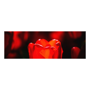 赤いチューリップ花 – 火 フォトプリント           