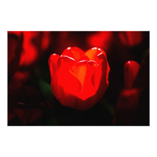 赤いチューリップ花 – 火 フォトプリント           