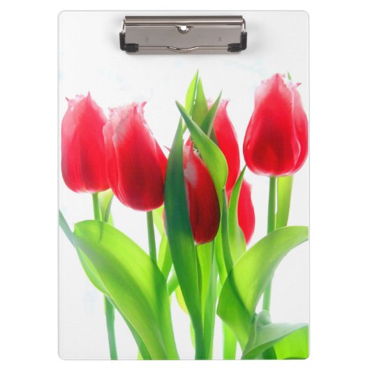 赤いチューリップ オン ホワイト クリップボード (正面)