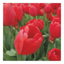 赤いチューリップ