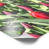 赤いチューリップ フォトプリント            (角)