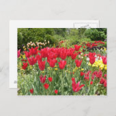 赤いチューリップ ポストカード (正面/裏面)